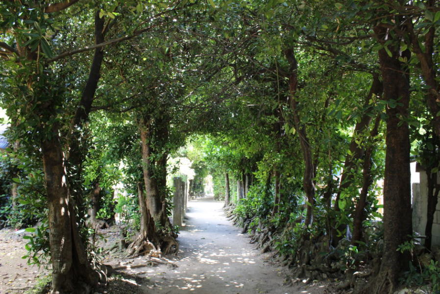 備瀬のフクギ並木