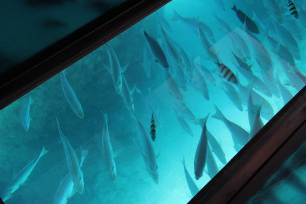ブセナ海中公園のグラスボートでたくさんの魚やサンゴを見よう