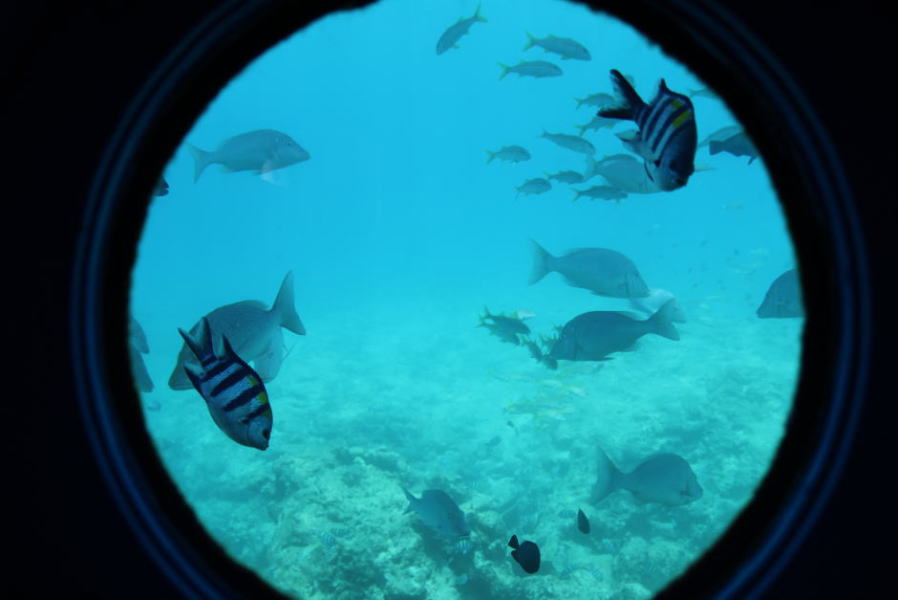 塔内からみた海中