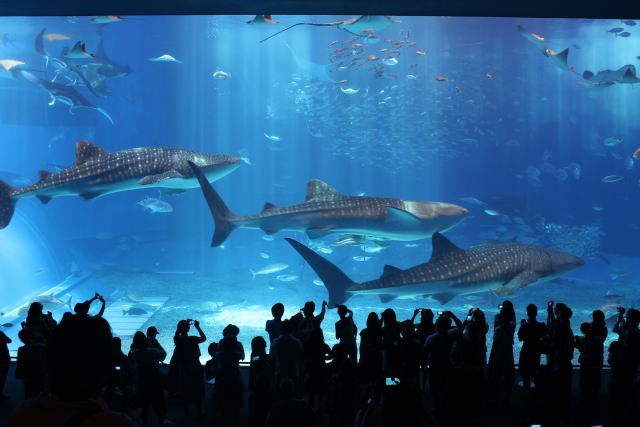 沖縄美ら海水族館 570種類11 000点の生き物を飼育する日本一の水族館